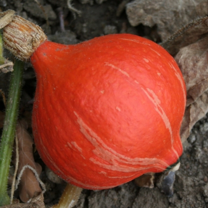 Picture of Winter Squash - Sunspot F1